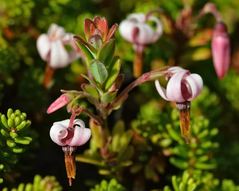 Nodding flowers and small leaves of Oxycoccus macrocarpos.