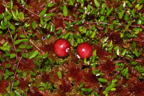 Fruiting stems of Oxycoccus palustris growing through bog moss.