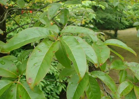 Leafy branch of Oxydendrum arboreum.