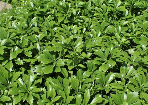 Dense foliage of Pachysandra terminalis 'Compacta'.