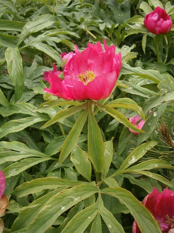 Red flowers and foliage of Paeonia officinalis.