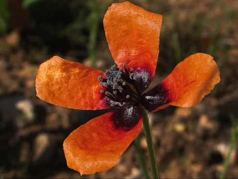 Red flower with dark petal bases of Papaver argemone.