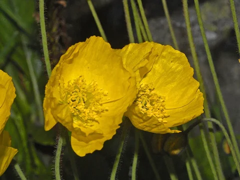 Yellow flowers of Papaver croceum.
