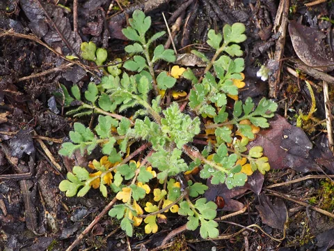 A young Papaver dubium plant showing its leaf rosette.