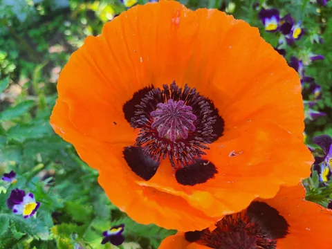 Open orange flower of Papaver orientale 'Fruit Punch'.