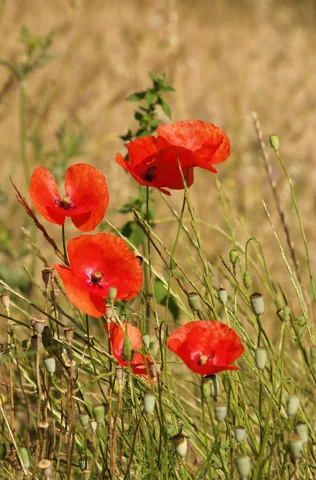 Flowering stems of Papaver rhoeas growing outdoors.
