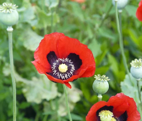 Flowers and developing seed capsules of Papaver somniferum.
