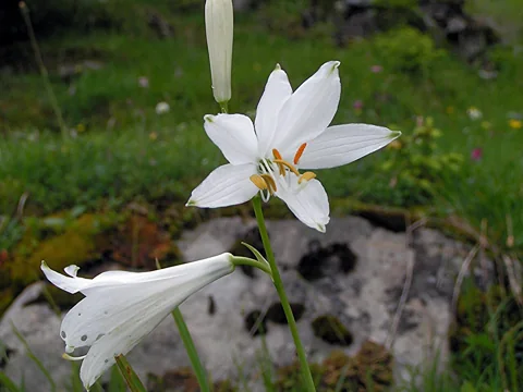 White flowers along a stem of Paradisea liliastrum.