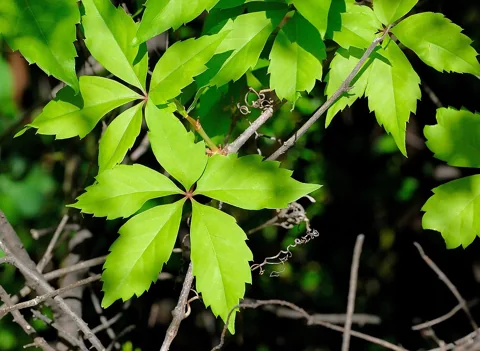 Compound leaves and climbing stems of Parthenocissus inserta.