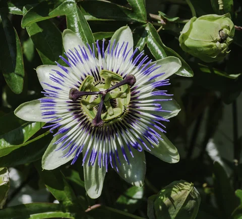 Open flower and developing bud of Passiflora caerulea.