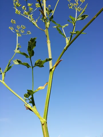 Branched flowering stem and leaves of Pastinaca sativa subsp. sativa.