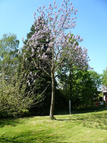 Whole flowering tree of Paulownia tomentosa.