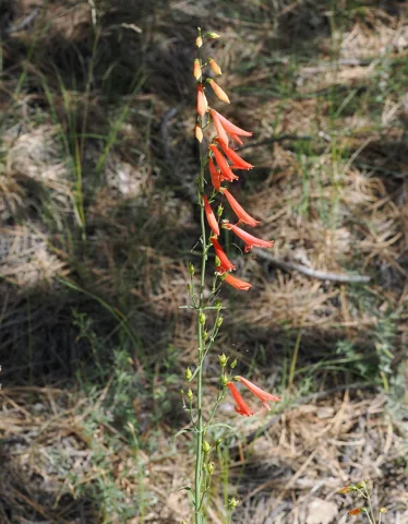 Tall red-flowering stem of Penstemon barbatus.