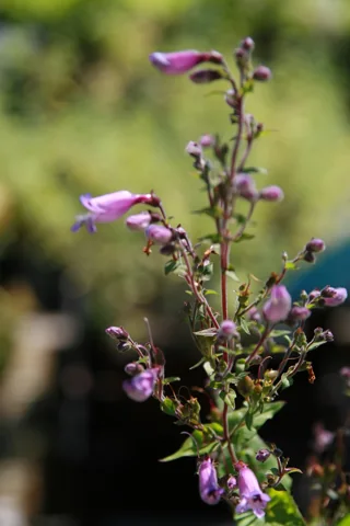Pink flowers along a stem of Penstemon smallii.