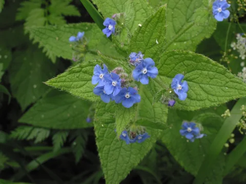 Blue flowers and broad textured leaves of Pentaglottis sempervirens.