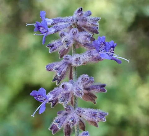 Blue flowers of Perovskia atriplicifolia 'Blue Spire'.