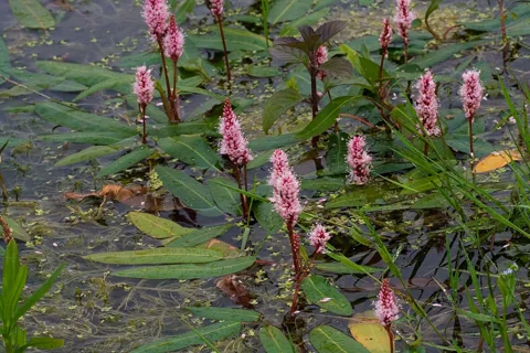 Flowering stems and floating leaves of Persicaria amphibia.