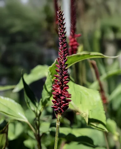 Dark red flower spike of Persicaria amplexicaulis 'Blackfield'.