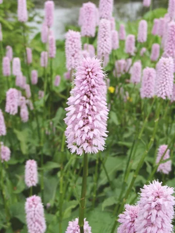 Flowering stand of Persicaria bistorta 'Superba'.