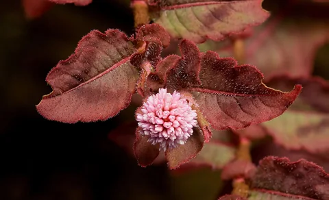 Pink flower head and red-tinged foliage of Persicaria capitata.