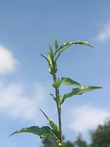 Leafy flowering stem of Persicaria hydropiper.
