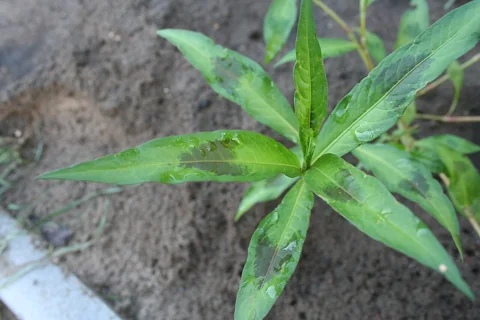 Leaves of Persicaria lapathifolia.