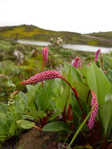 Pink flower spikes and broad leaves of Persicaria macrophylla.