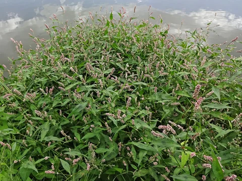 Dense flowering growth of Persicaria maculosa.