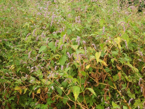Branched flowering growth of Persicaria orientalis.