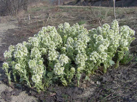 Emerging flowering shoots of Petasites albus.
