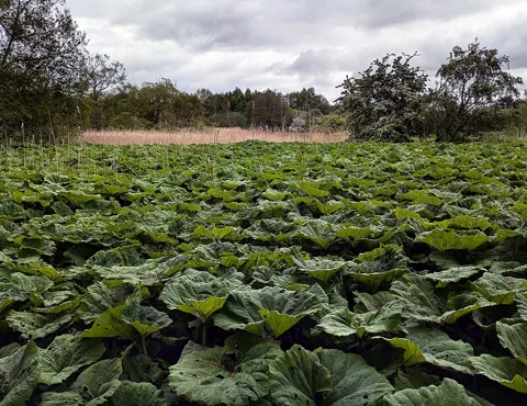 A stand of broad-leaved Petasites hybridus.