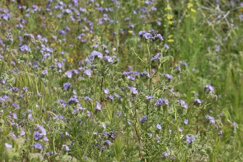 Flowering stand of Phacelia tanacetifolia.