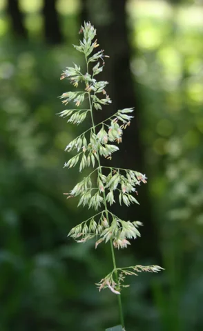 Flowering panicle of Phalaris arundinacea.