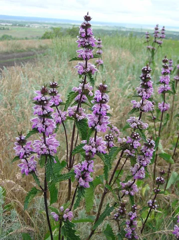 Tall flowering stems of Phlomis tuberosa.