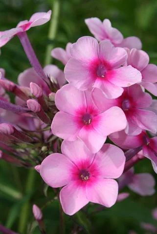 Pink flowers of Phlox paniculata 'Miss Pepper'.