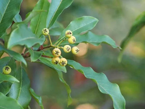 Fruiting branches and foliage of Photinia davidiana.