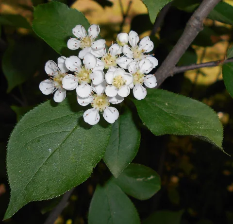 White flower cluster and foliage of Photinia villosa.