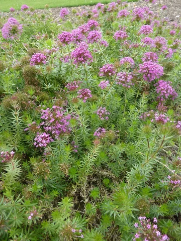 Flowering mat of Phuopsis stylosa.