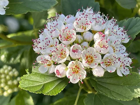 White flower cluster and leaves of Physocarpus opulifolius.