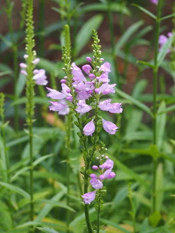 Pink flower spikes and leafy stems of Physostegia virginiana.