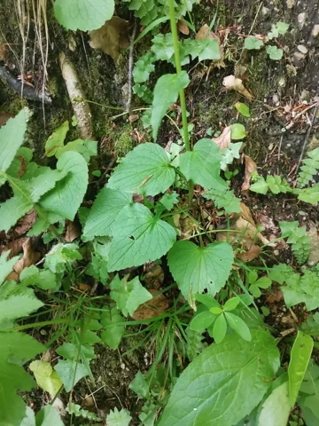 The basal leaves and leafy stem of Phyteuma spicatum ssp.spicatum.