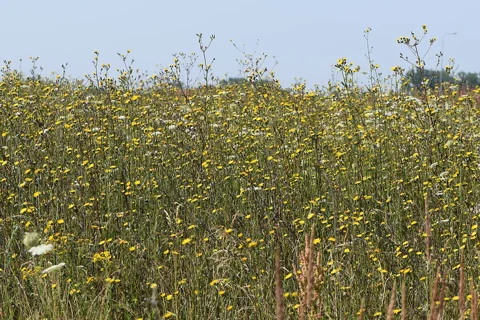 A flowering stand of Picris hieracioides.