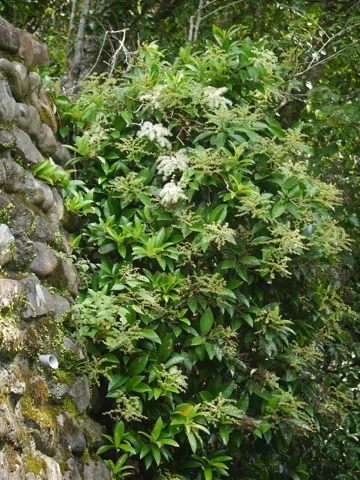 Flowering growth of Pileostegia viburnoides against a stone wall.