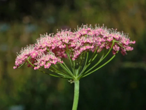 Pink flower umbel of Pimpinella major.