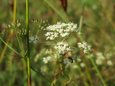 White flower umbels of Pimpinella saxifraga.