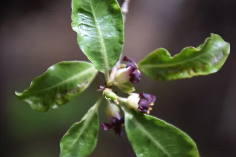Dark flowers and glossy leaves of Pittosporum tenuifolium.