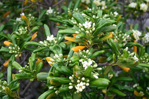 Flower clusters and leafy growth of Pittosporum tobira.