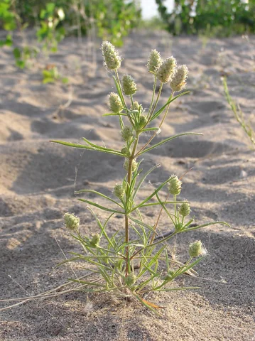 Branched plant of Plantago arenaria growing on sand.