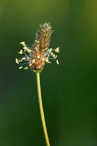 Close view of a flowering spike of Plantago lanceolata.