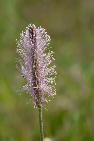 Flowering spike of Plantago media.